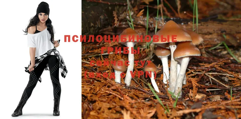 Галлюциногенные грибы Psilocybe  Братск 